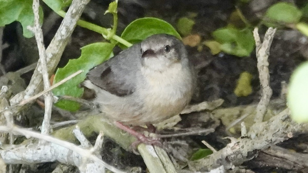 Long-billed Crombec - ML642706427