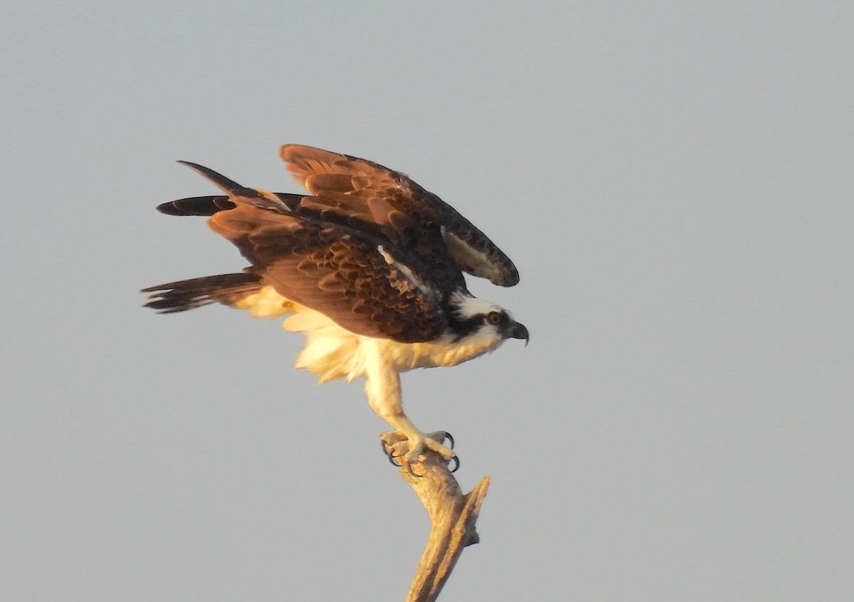 Balbuzard pêcheur - ML642706475