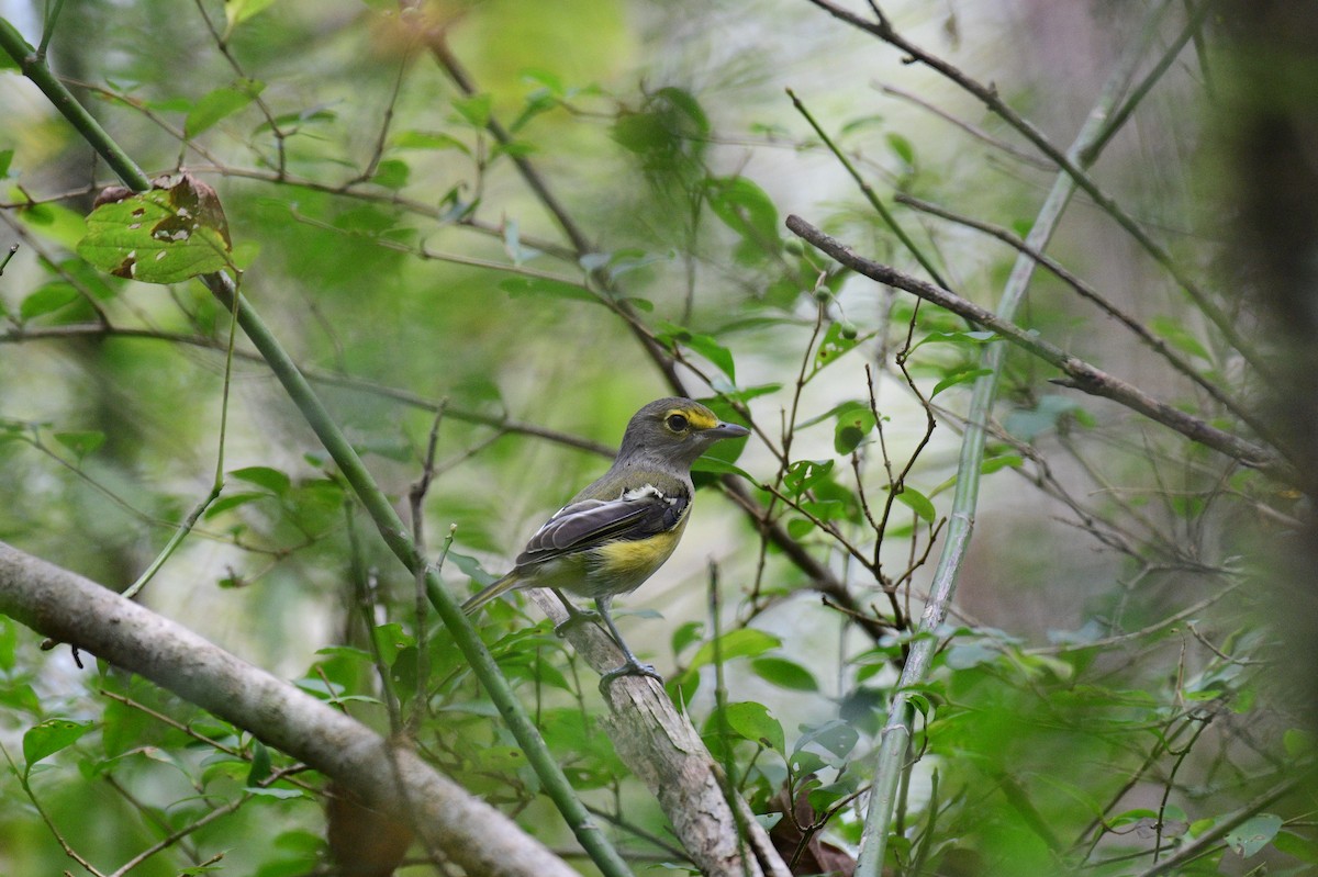 Weißaugenvireo - ML642706482