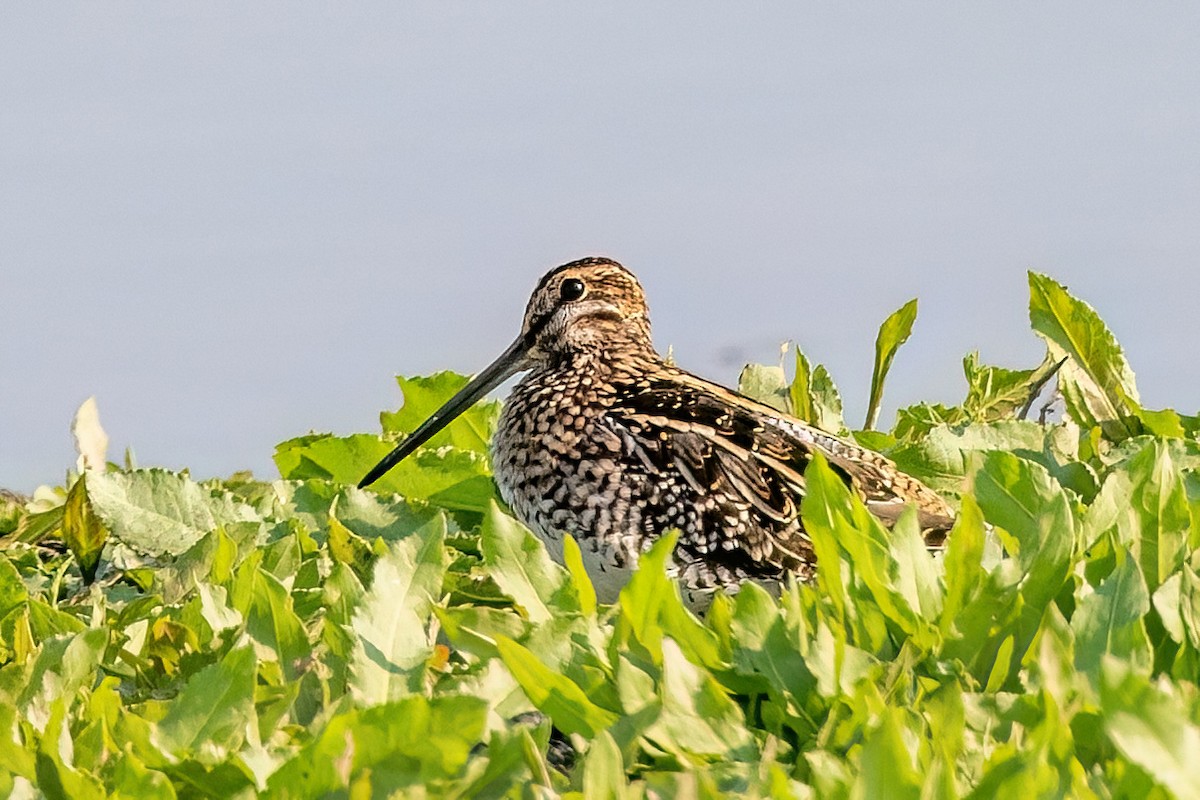 Wilson's Snipe - ML642706505
