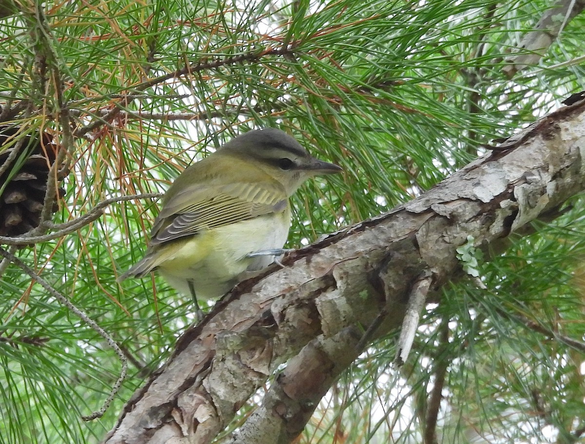 Rotaugenvireo - ML642706532