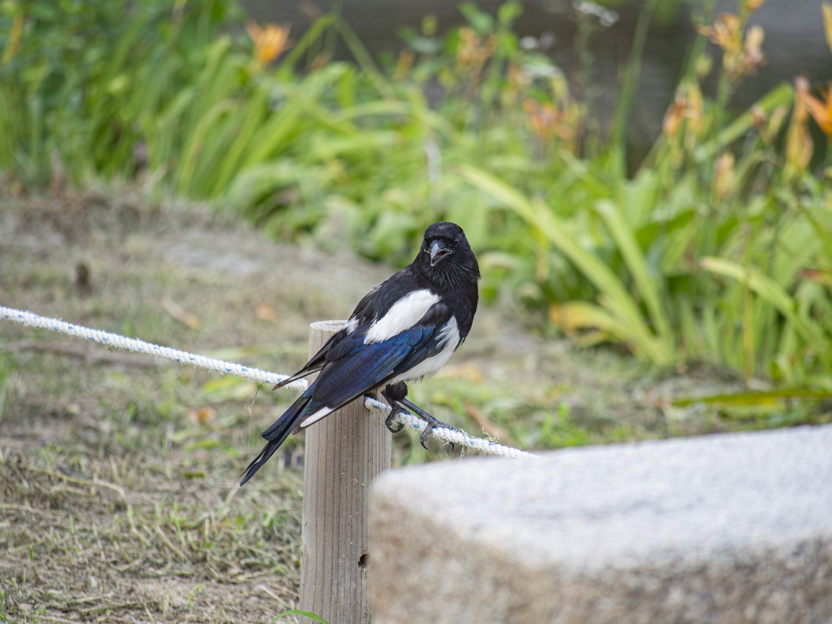 Oriental Magpie - ML642706541