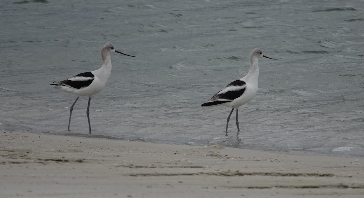 Avocette d'Amérique - ML642706554