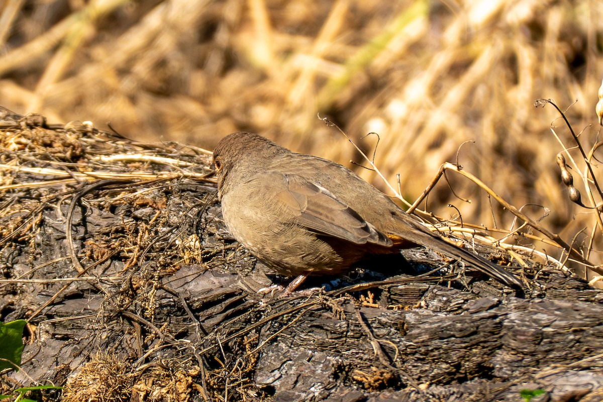 California Towhee - ML642706556
