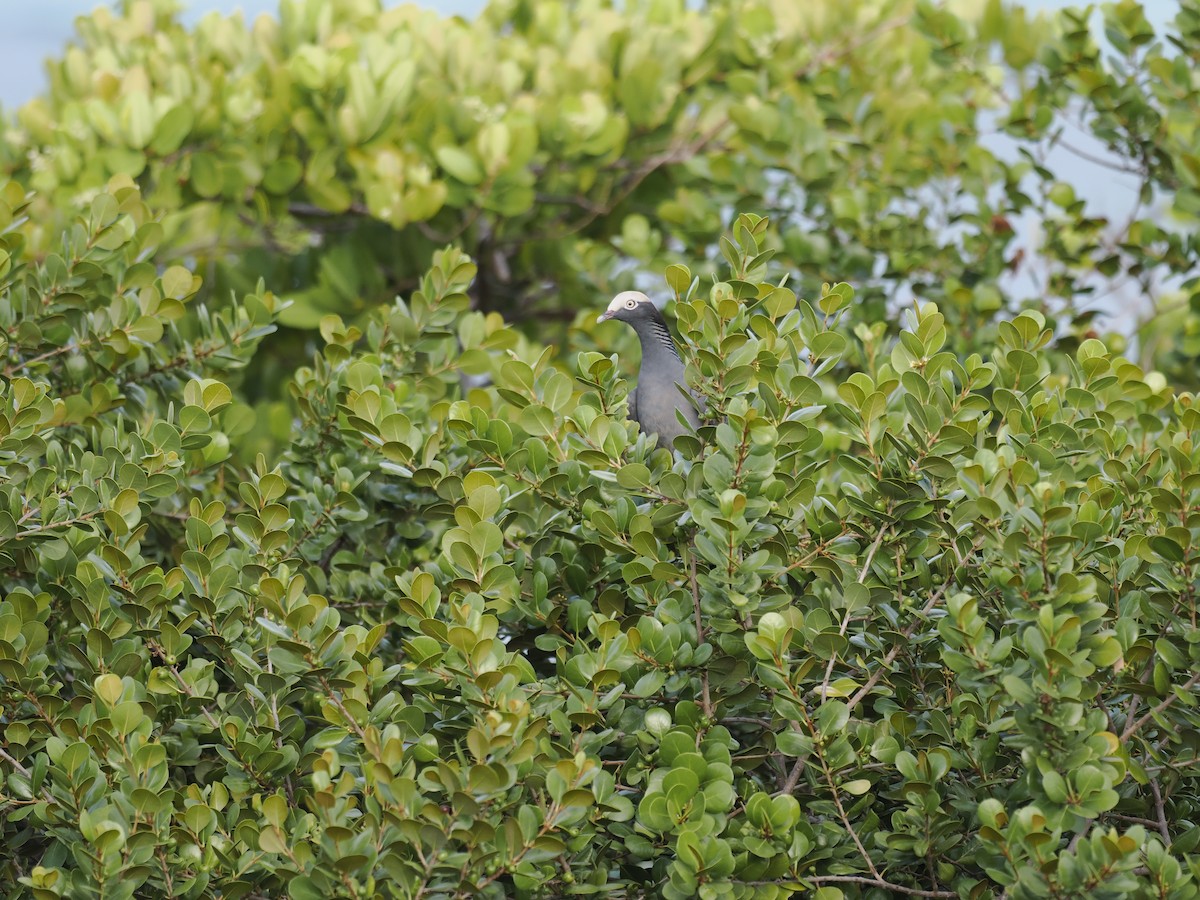 White-crowned Pigeon - ML642706562