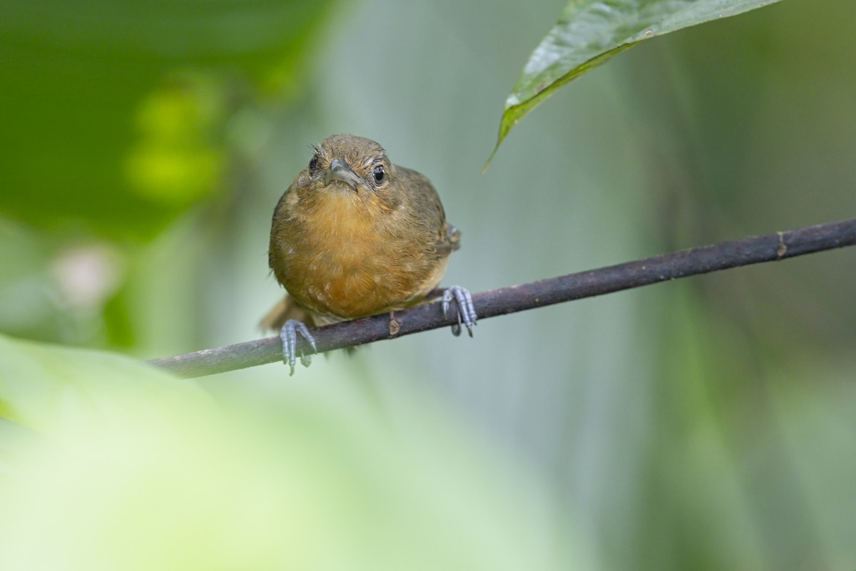 Grisin sombre - ML642706583