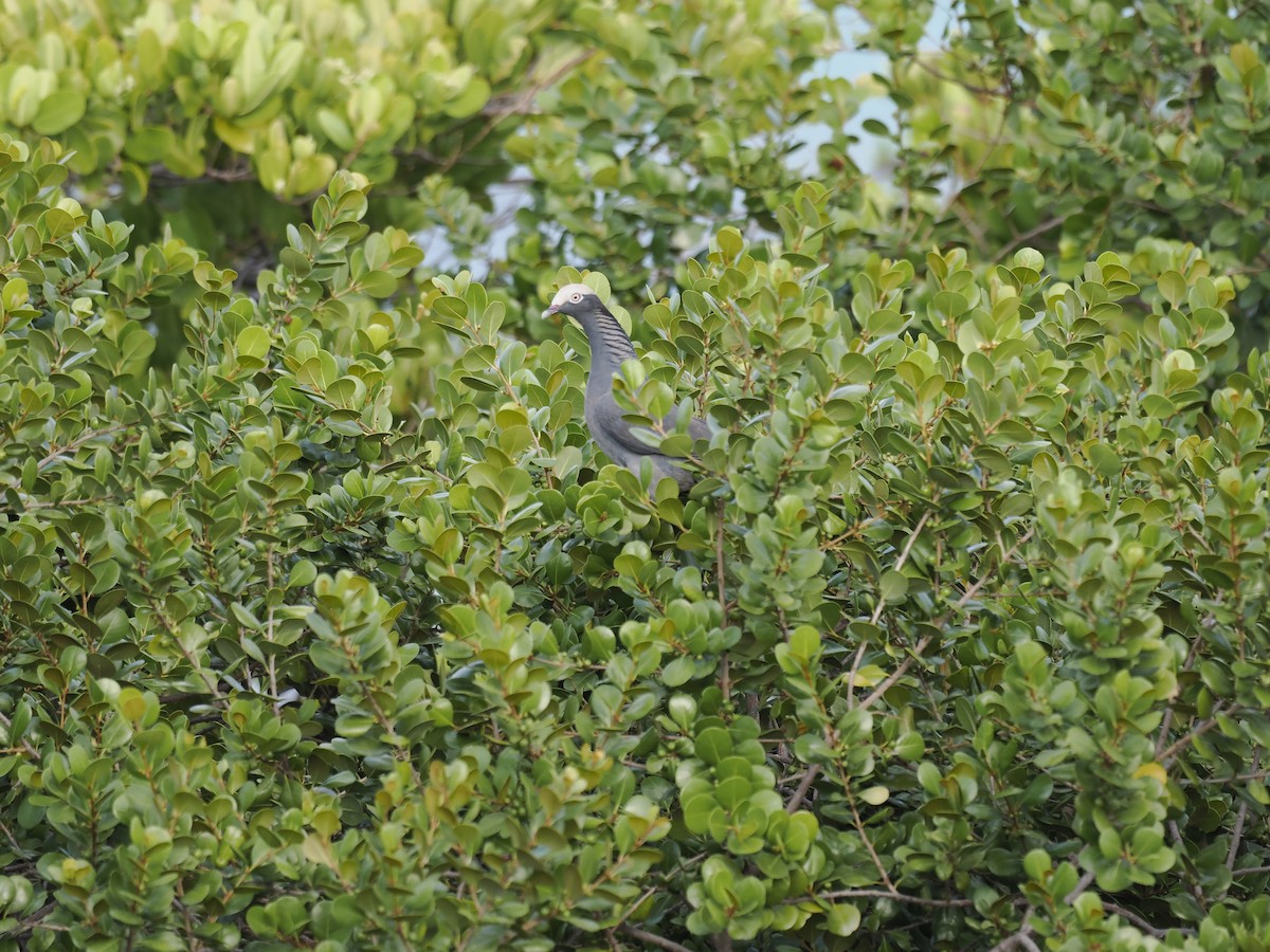 White-crowned Pigeon - ML642706597