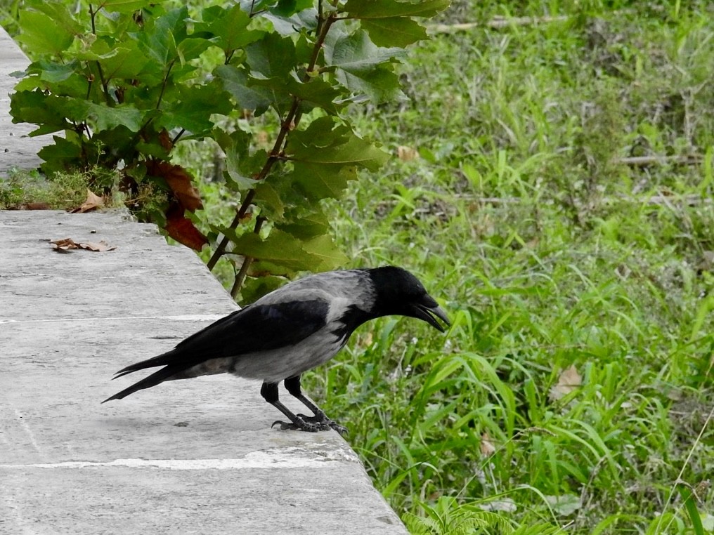 Hooded Crow - ML642706601
