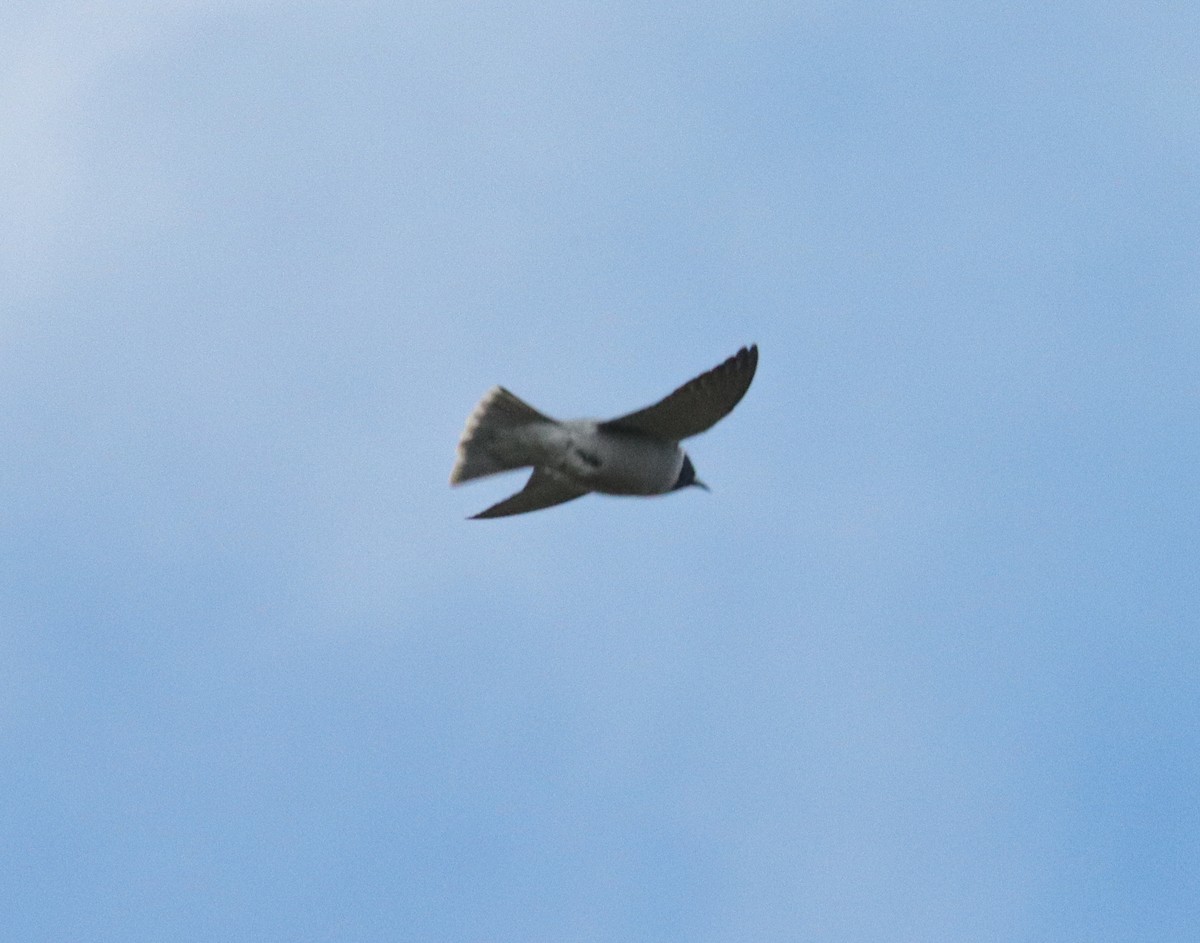 Masked Woodswallow - ML642706607