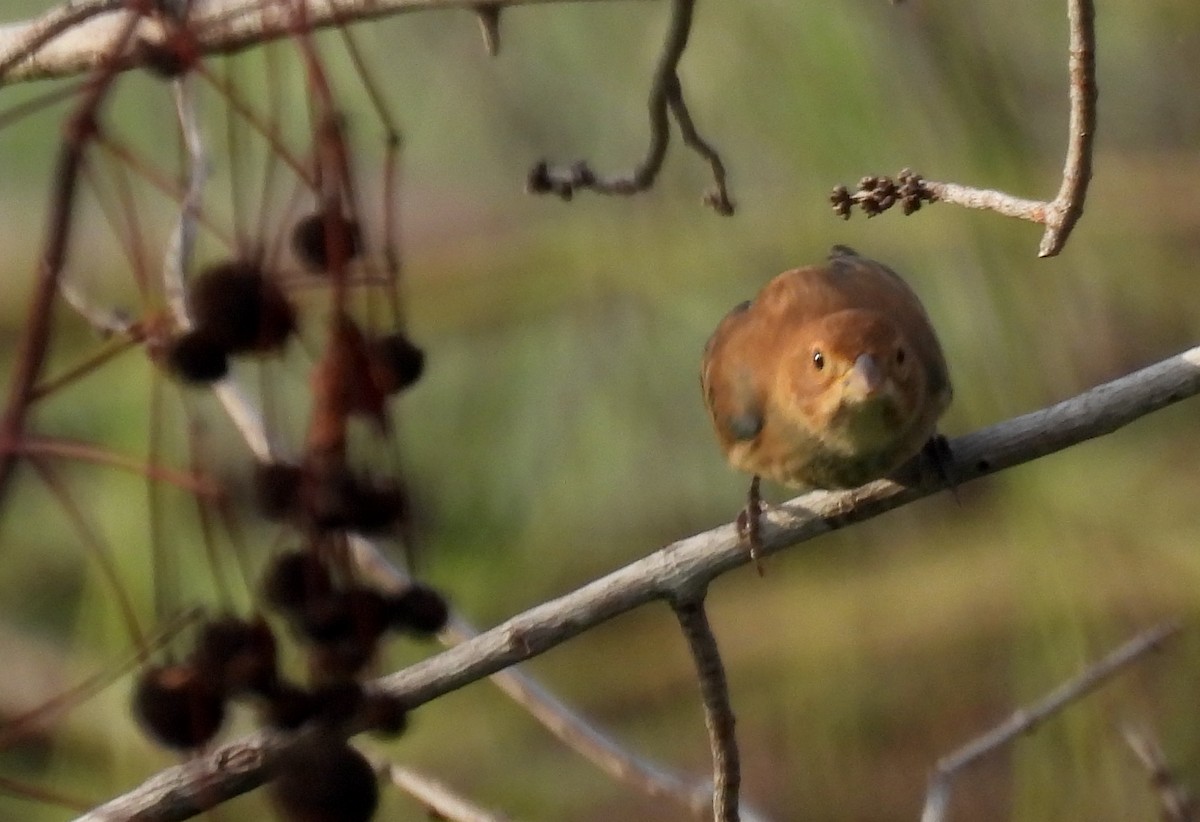 Passerin indigo - ML642706609