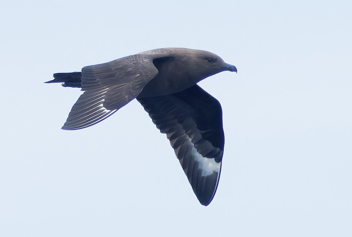 South Polar Skua - ML642706611