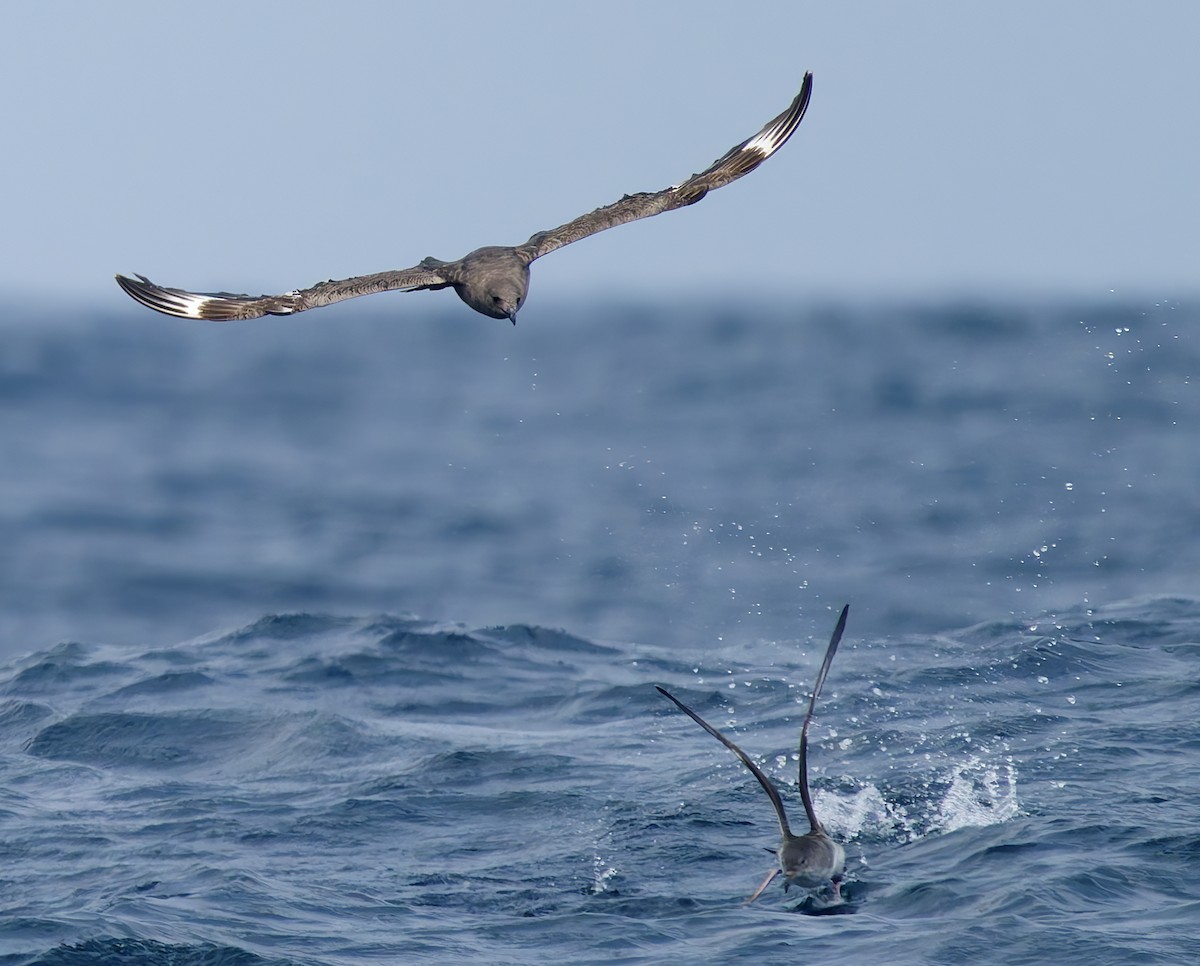 South Polar Skua - ML642706612