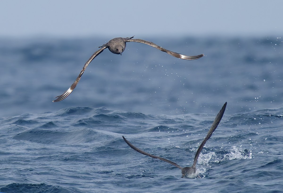 South Polar Skua - ML642706613