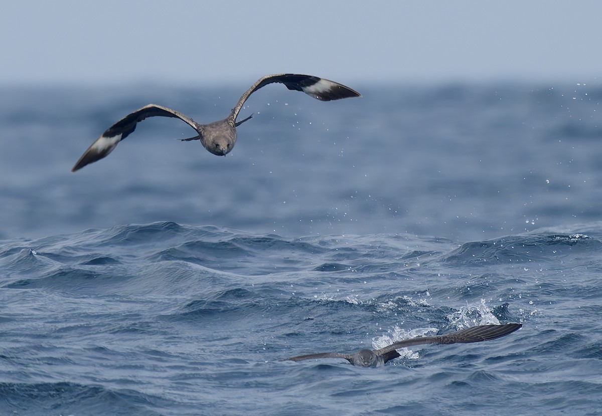 South Polar Skua - ML642706614