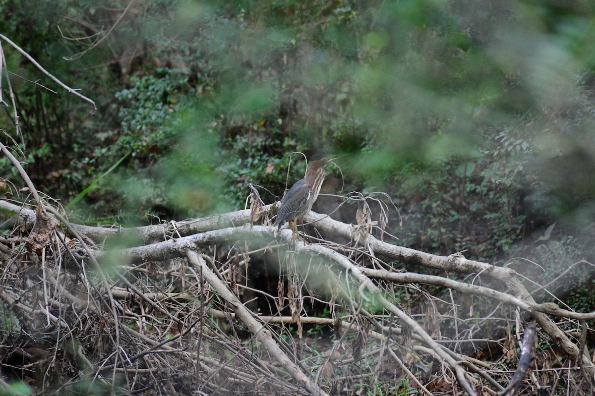 Green Heron - ML642706616