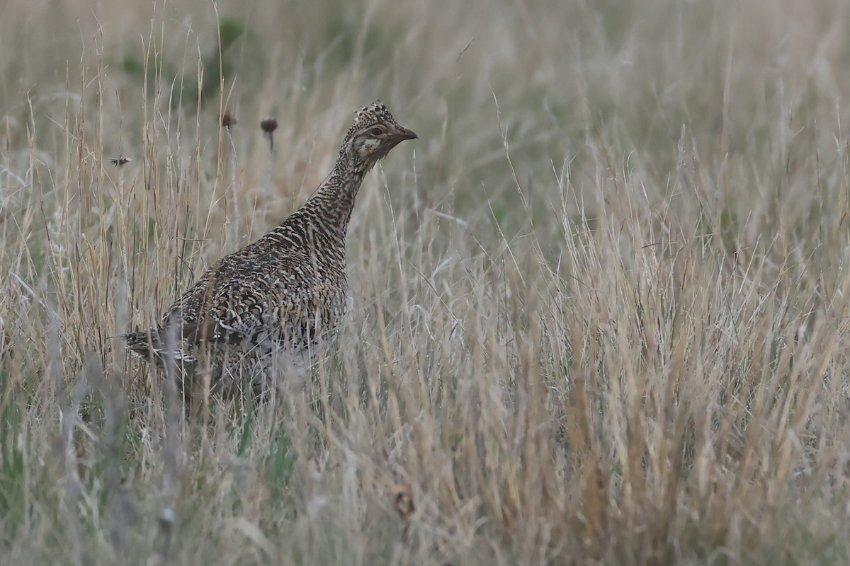 Sharp-tailed Grouse - ML642706621