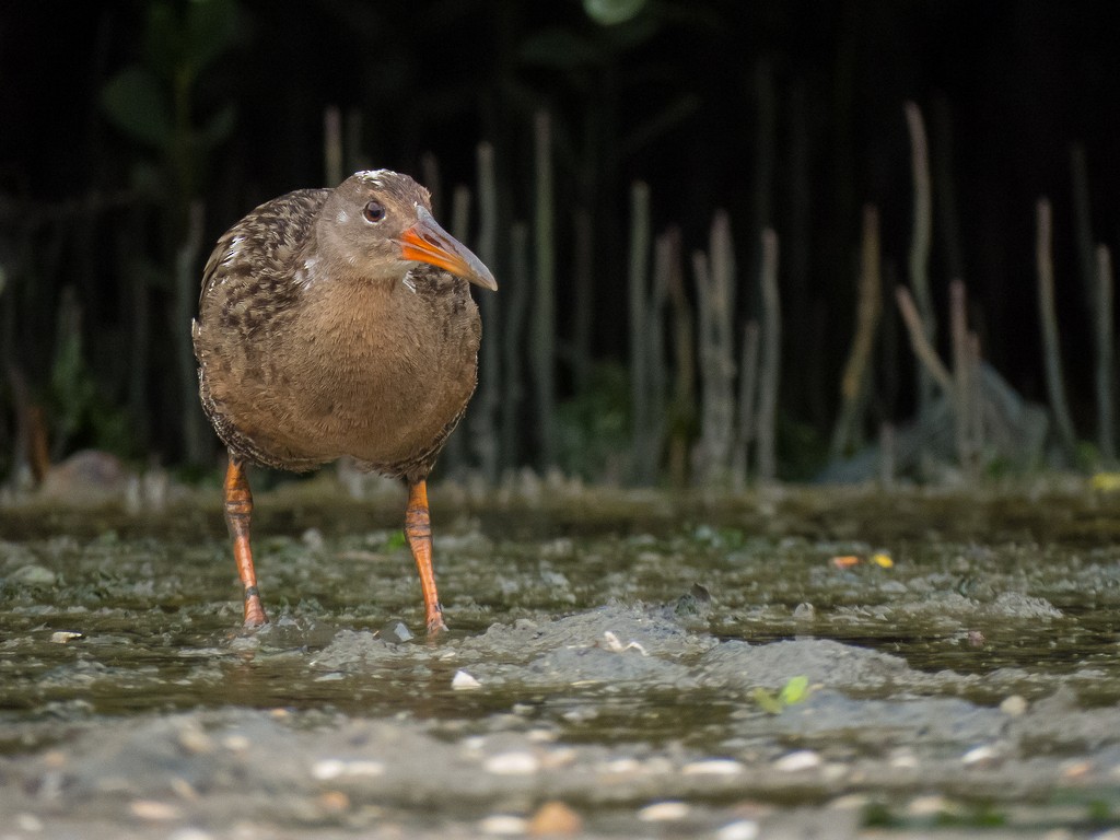 Mangrove Rail - ML642706631