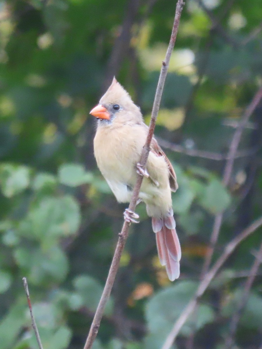 Northern Cardinal - ML642706632