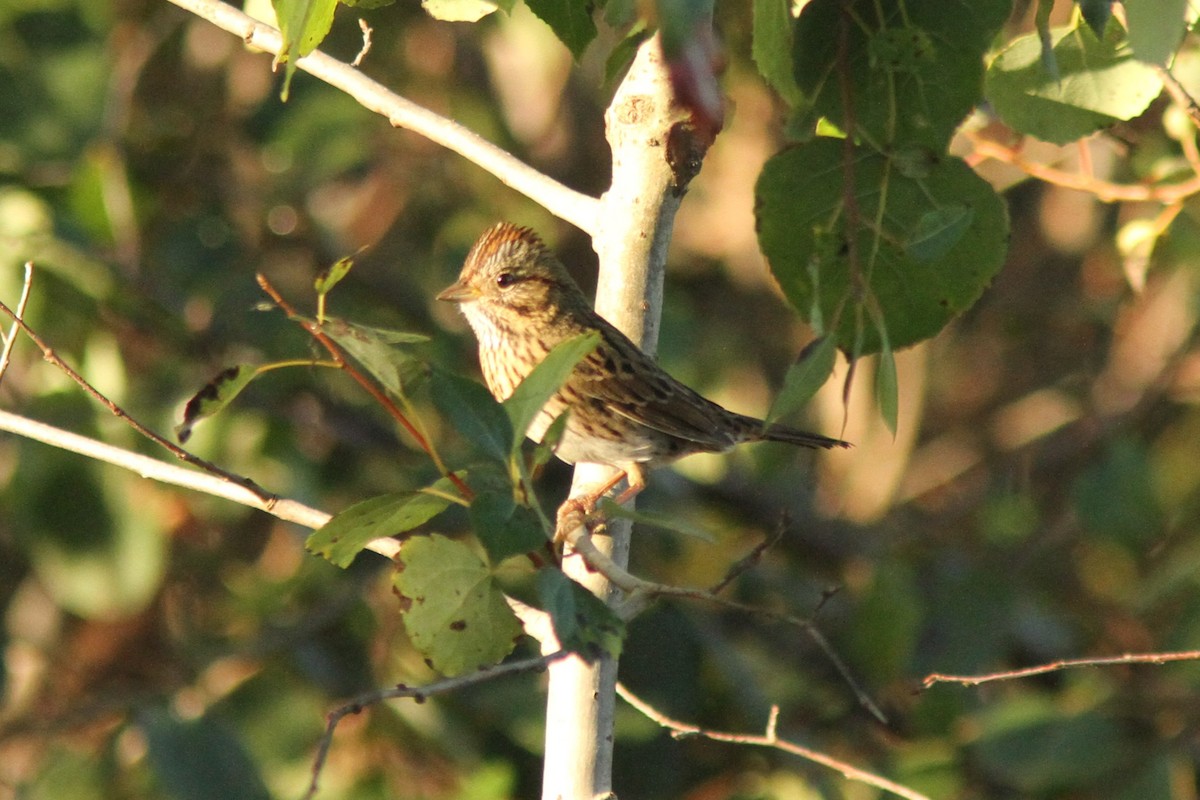 Lincoln's Sparrow - ML642706635