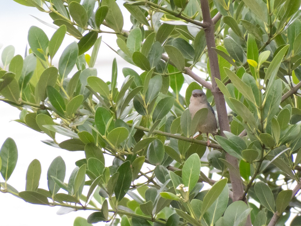 Bicolored Conebill - ML642706642