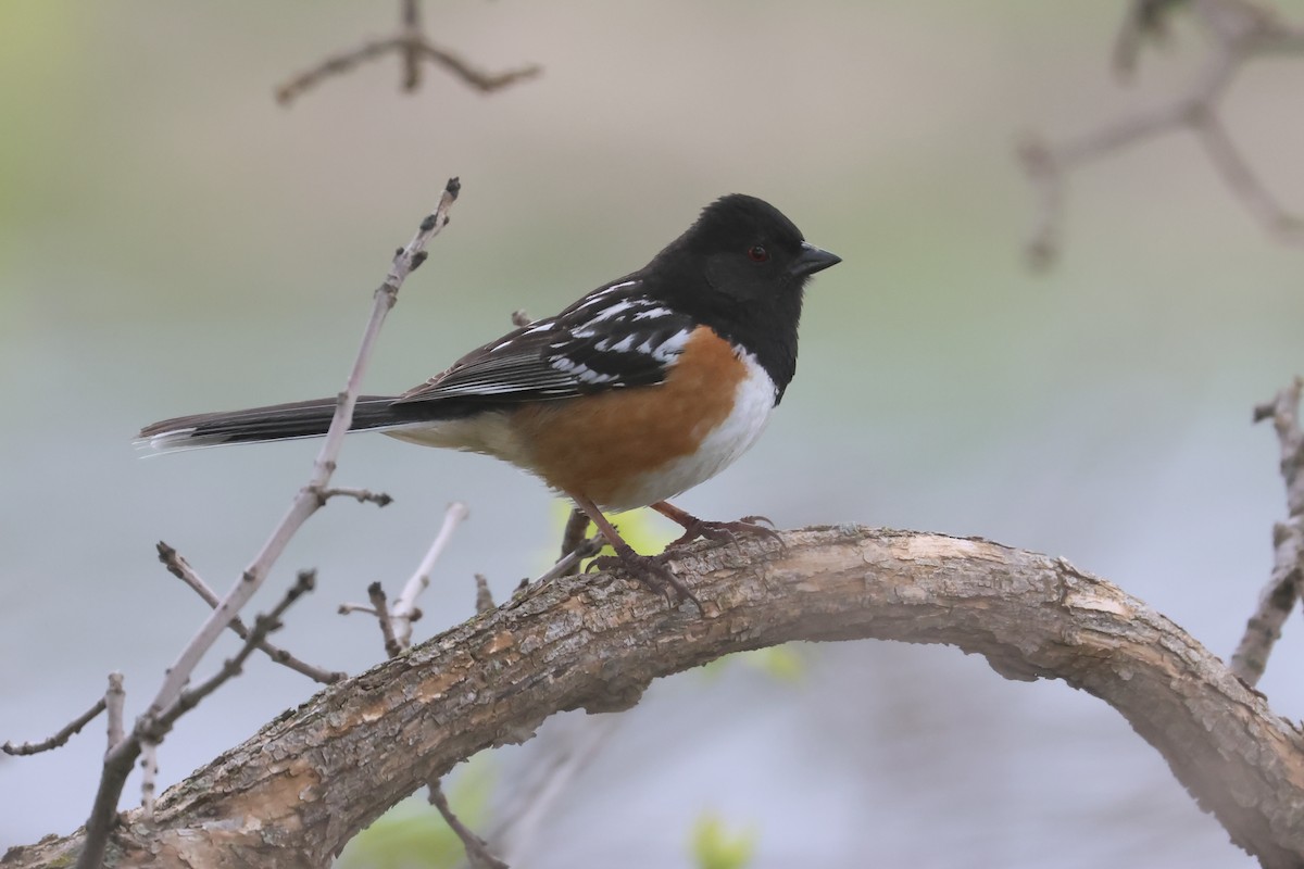 Spotted Towhee - ML642706644