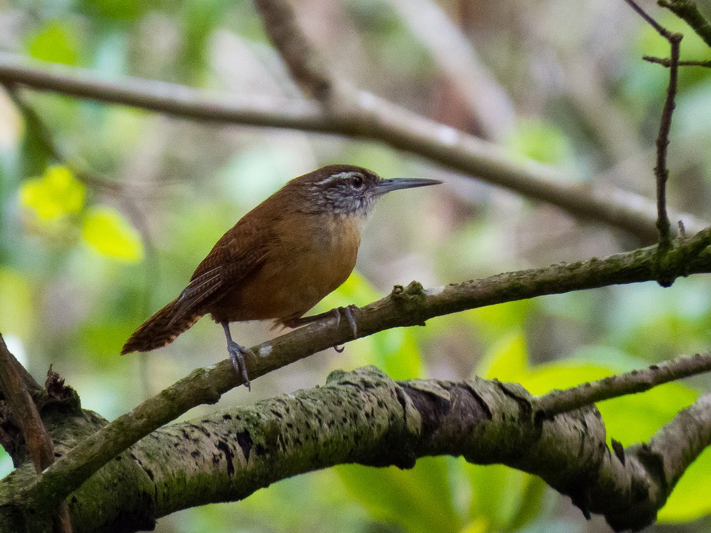 Long-billed Wren - ML642706645