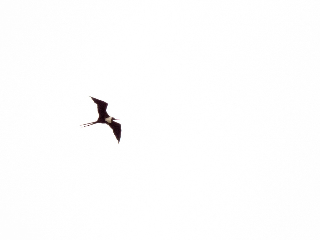 Magnificent Frigatebird - ML642706650