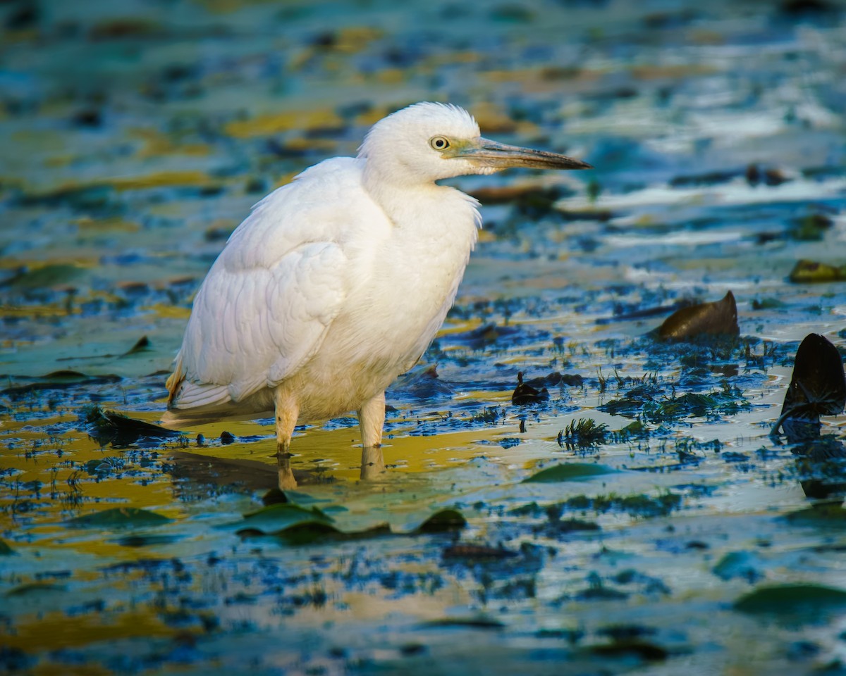 Little Blue Heron - ML642706655