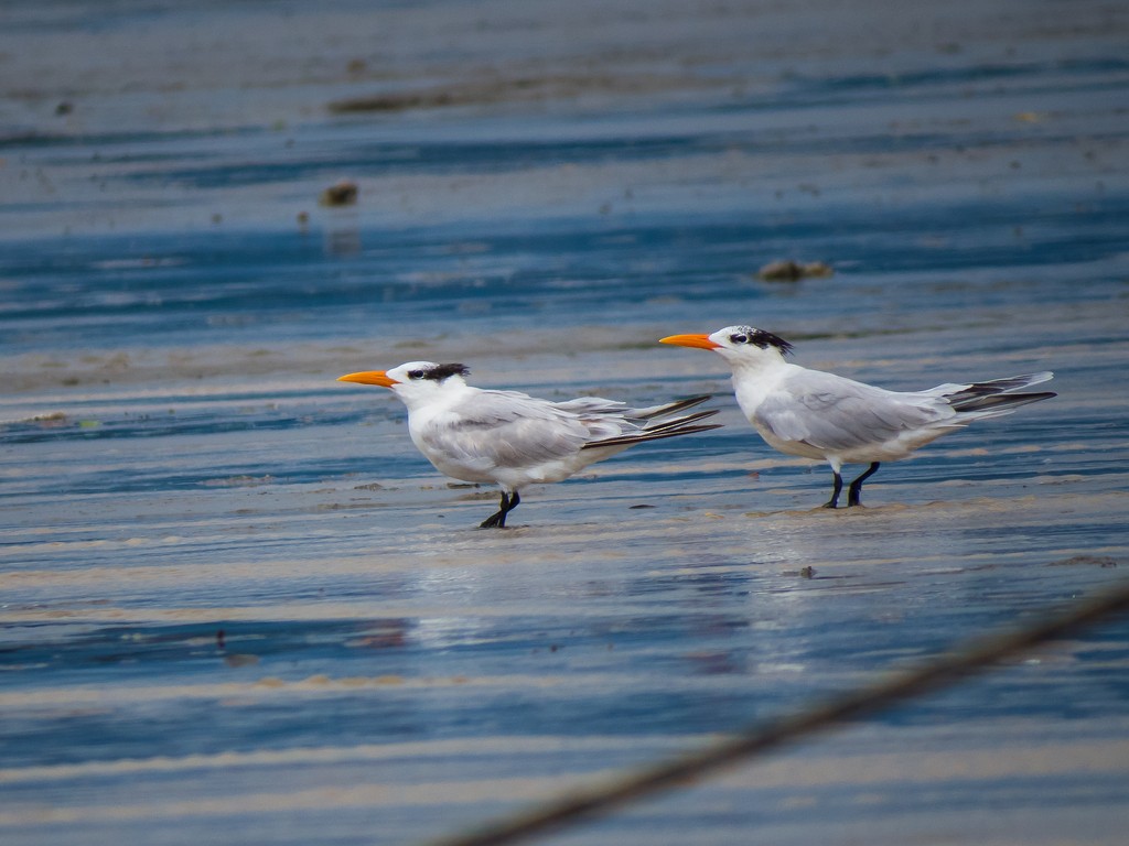Royal Tern - ML642706657