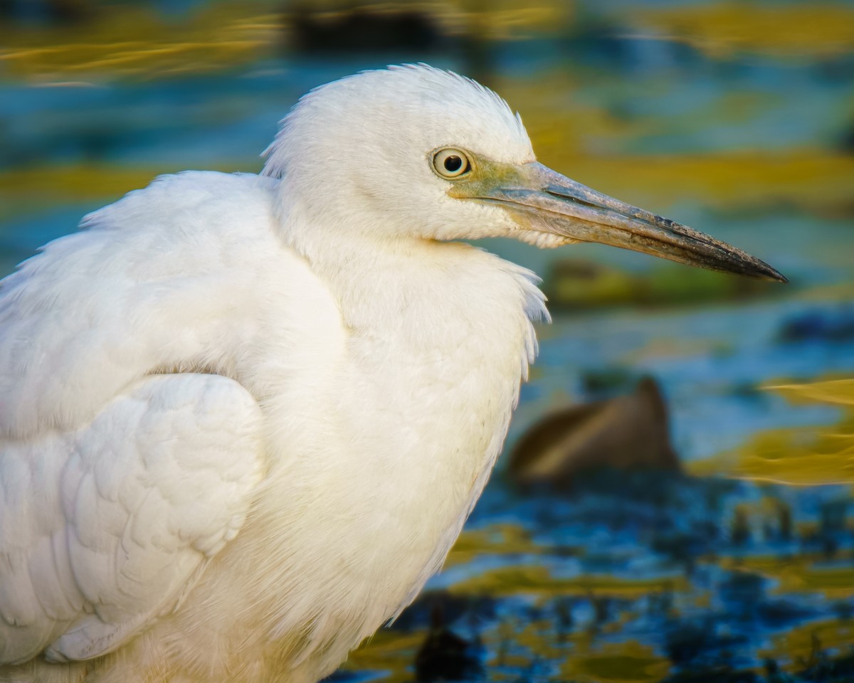 Little Blue Heron - ML642706664