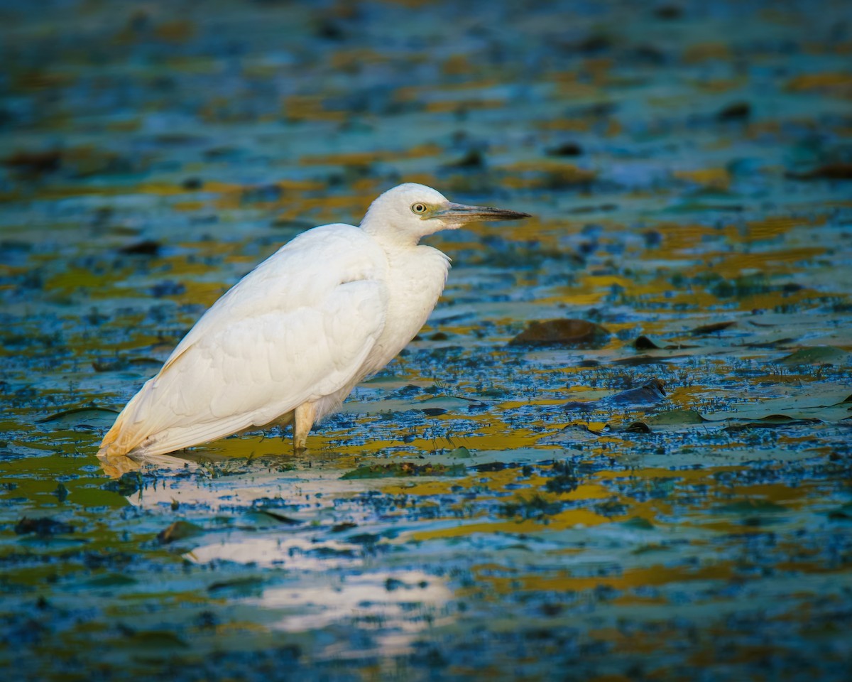 Little Blue Heron - ML642706666