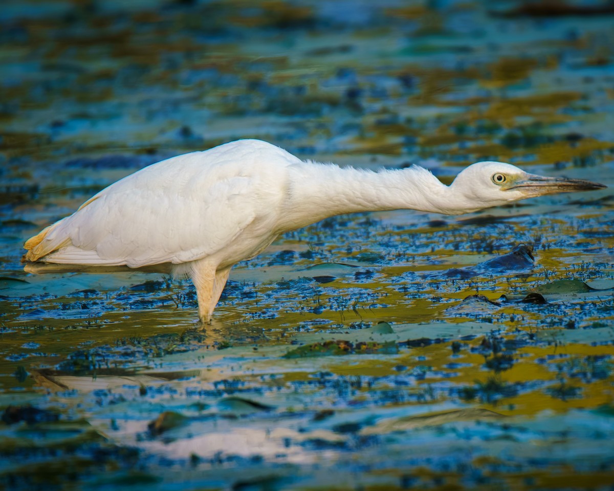 Little Blue Heron - ML642706671