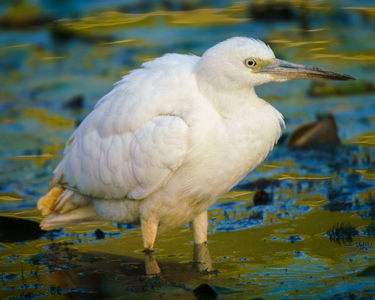 Little Blue Heron - ML642706674