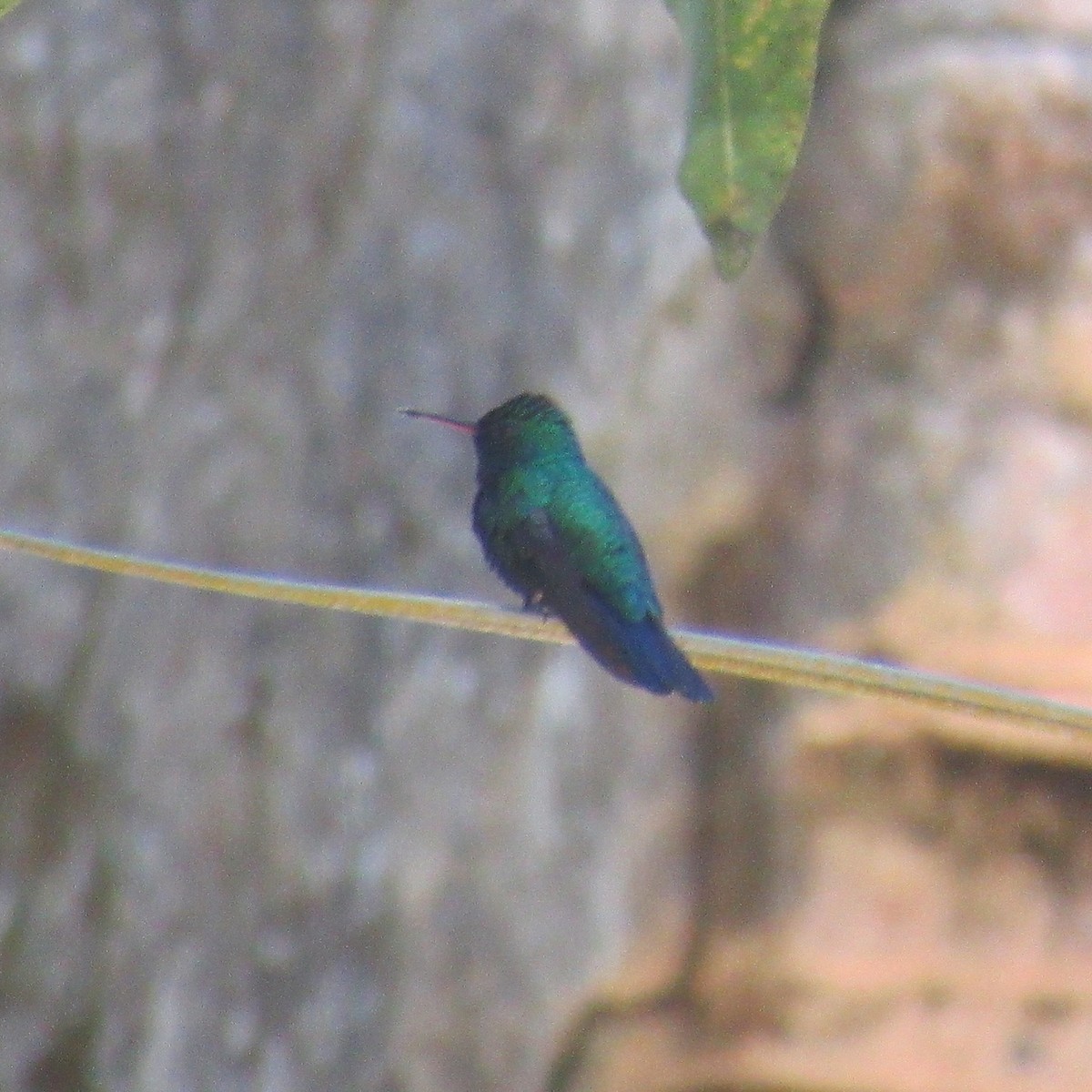 Blue-chinned Sapphire - ML642706675