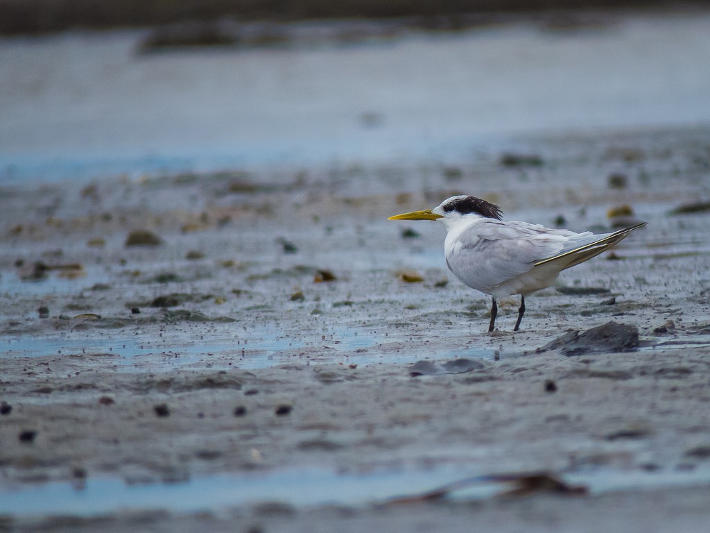 Sandwich Tern - ML642706677
