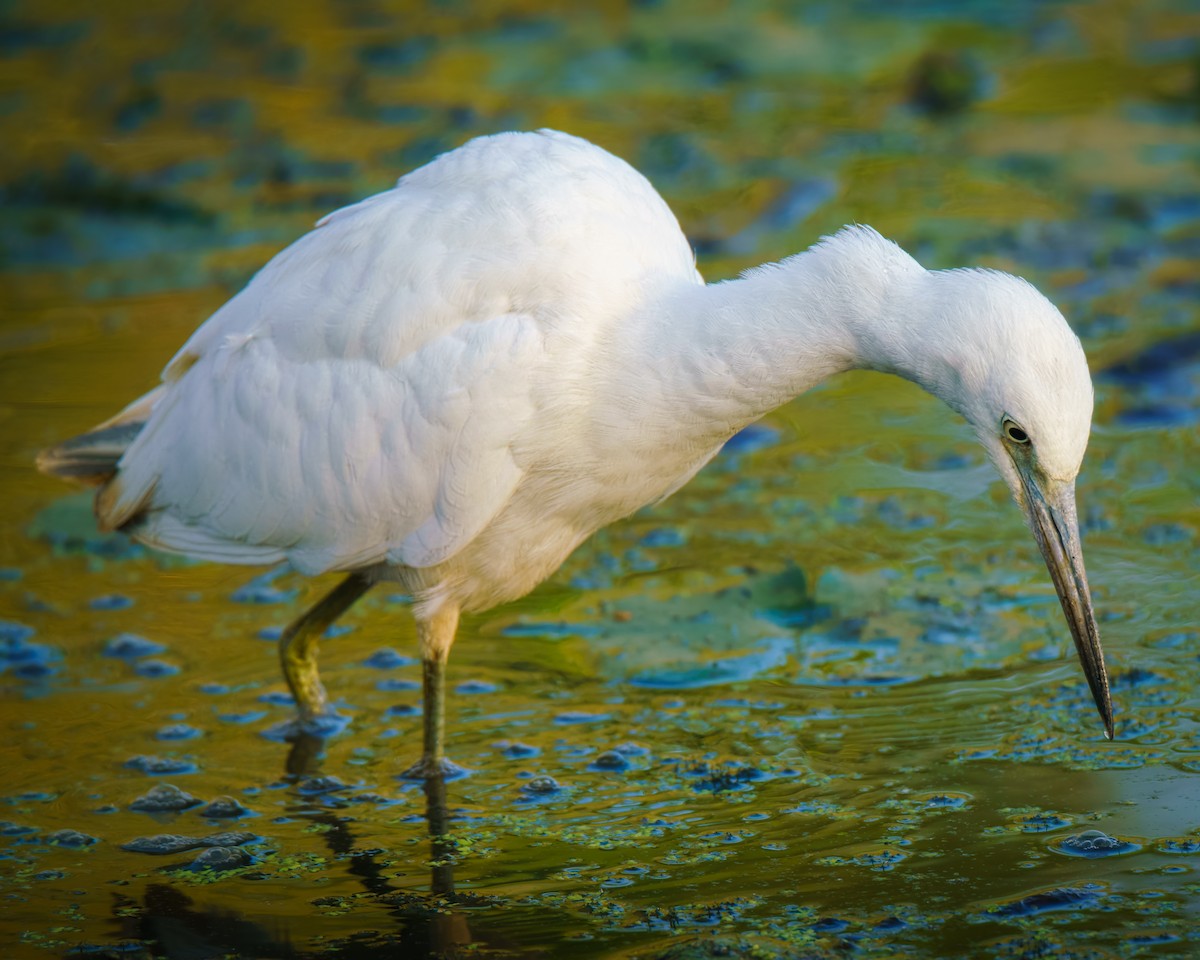 Little Blue Heron - ML642706679