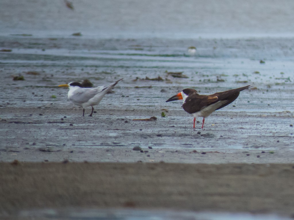 Black Skimmer - ML642706685