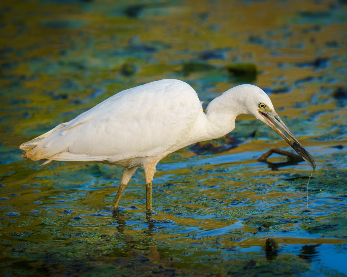 Little Blue Heron - ML642706687