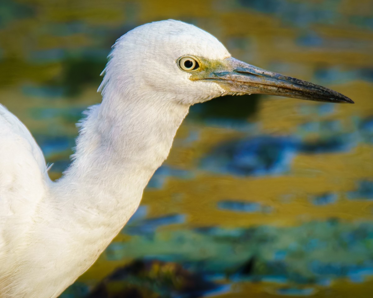 Little Blue Heron - ML642706691