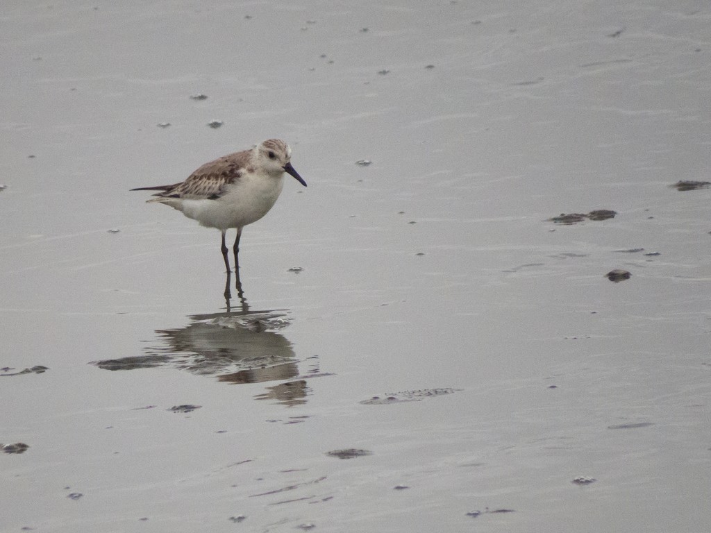 Sanderling - ML642706697