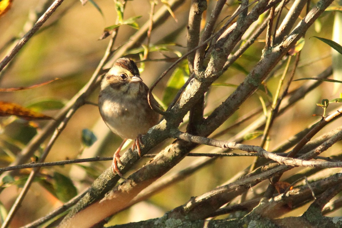 Swamp Sparrow - ML642706698