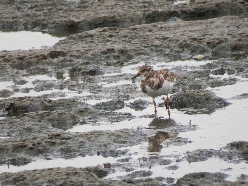 Ruddy Turnstone - ML642706704