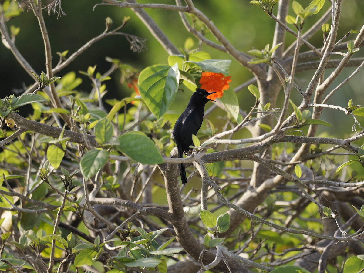 Black Catbird - ML642706708