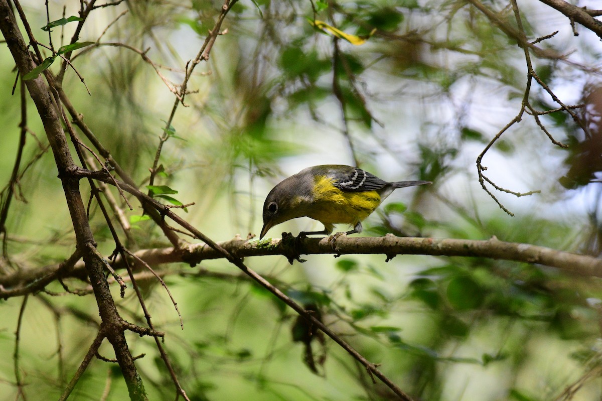 Magnolia Warbler - ML642706717