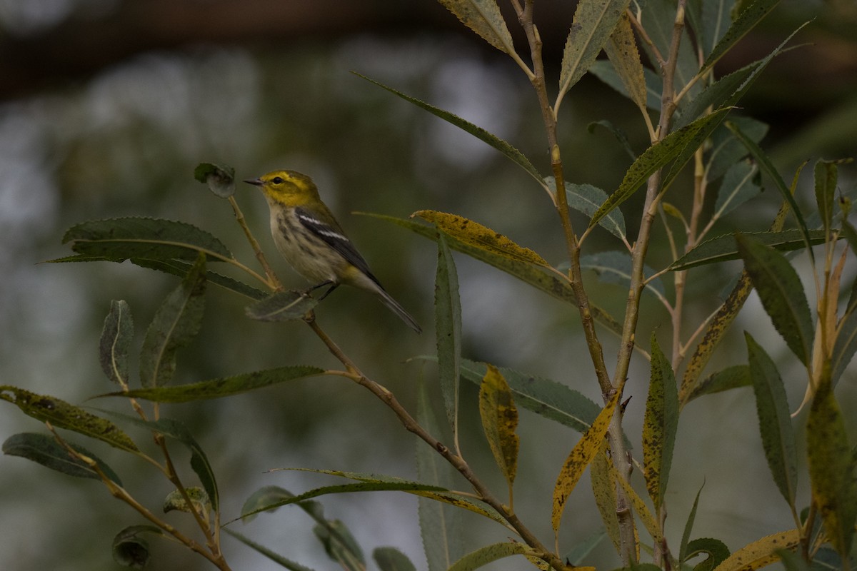 Black-throated Green Warbler - ML642706752