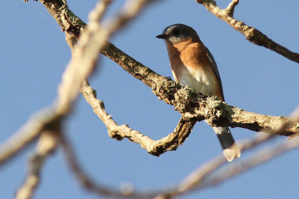 Eastern Bluebird - ML642706753