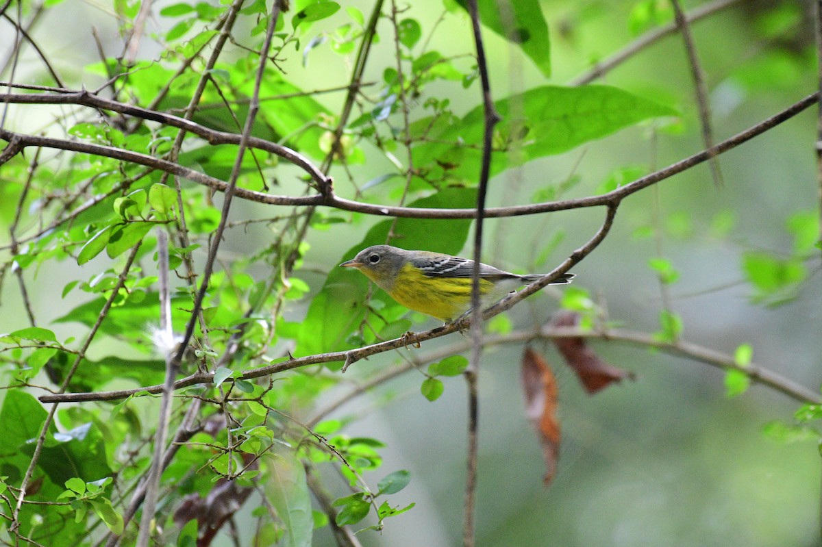 Magnolia Warbler - ML642706757