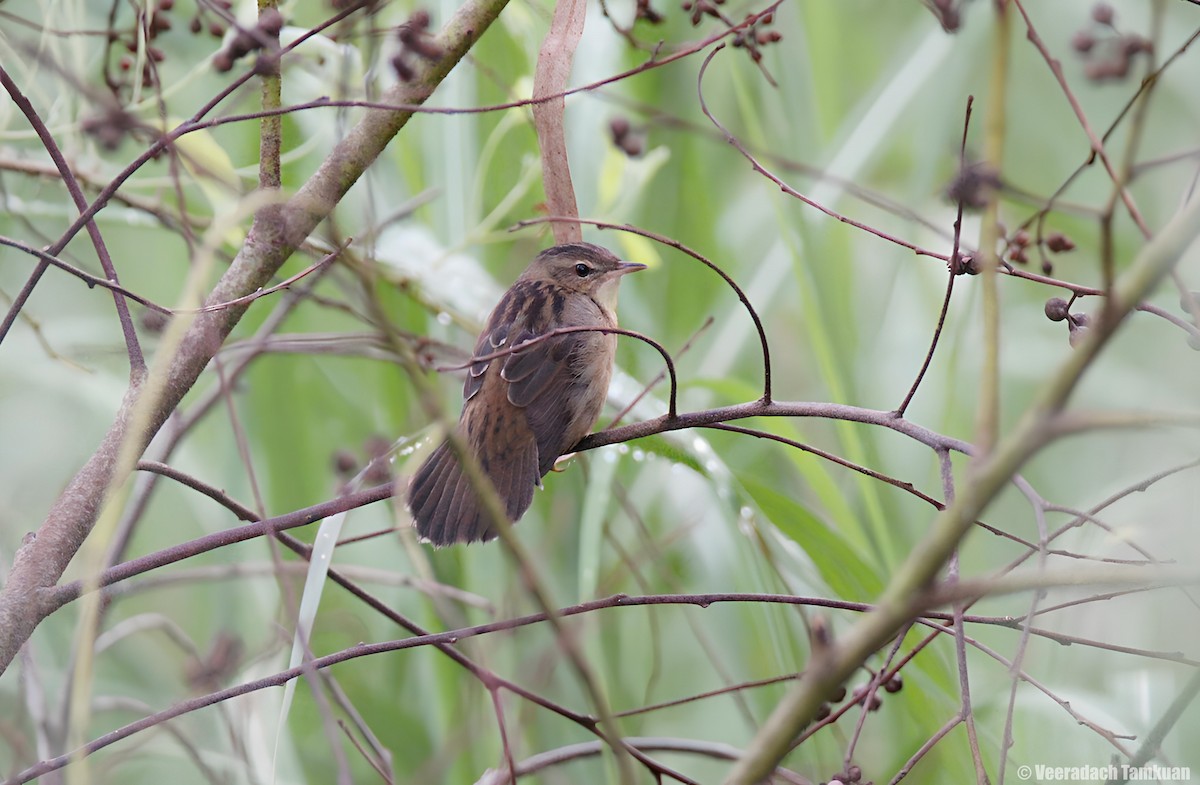 Pallas's Grasshopper Warbler - ML642706769