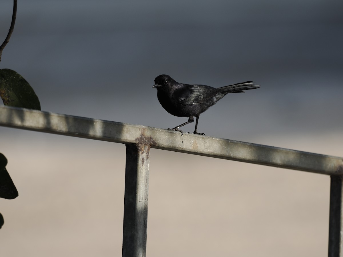 Black Catbird - ML642706772