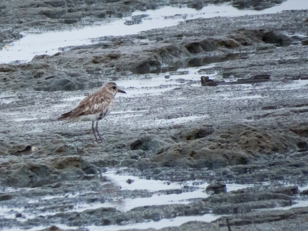 Black-bellied Plover - ML642706776